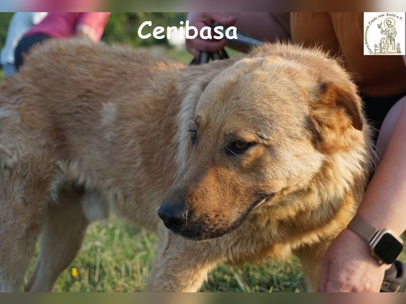 Ceribasa – Der goldene Schatz