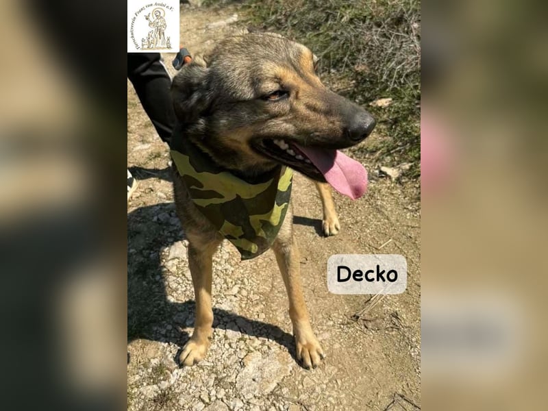 Decko – auf der Suche nach seinem Platz im Leben!