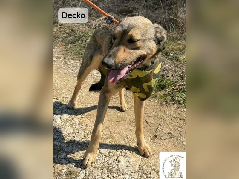 Decko – auf der Suche nach seinem Platz im Leben!