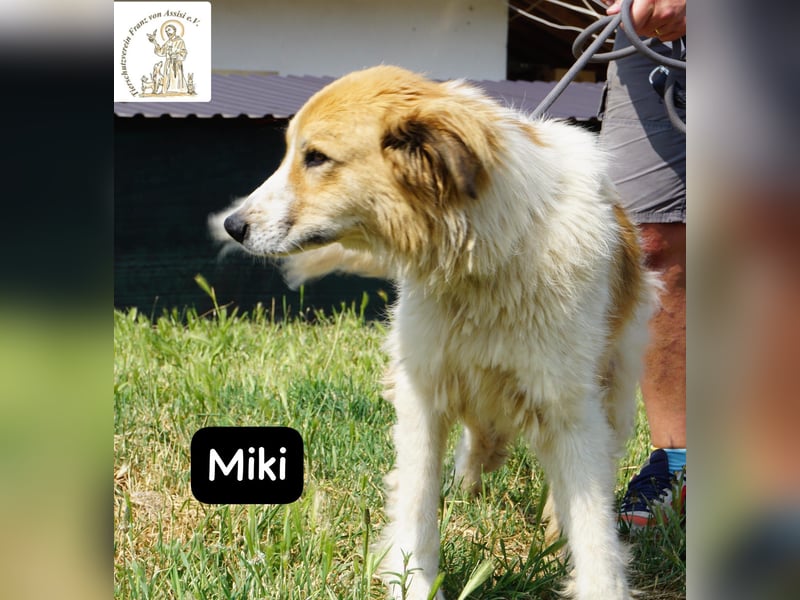 Miki – starker Kerl mit weichem Kern