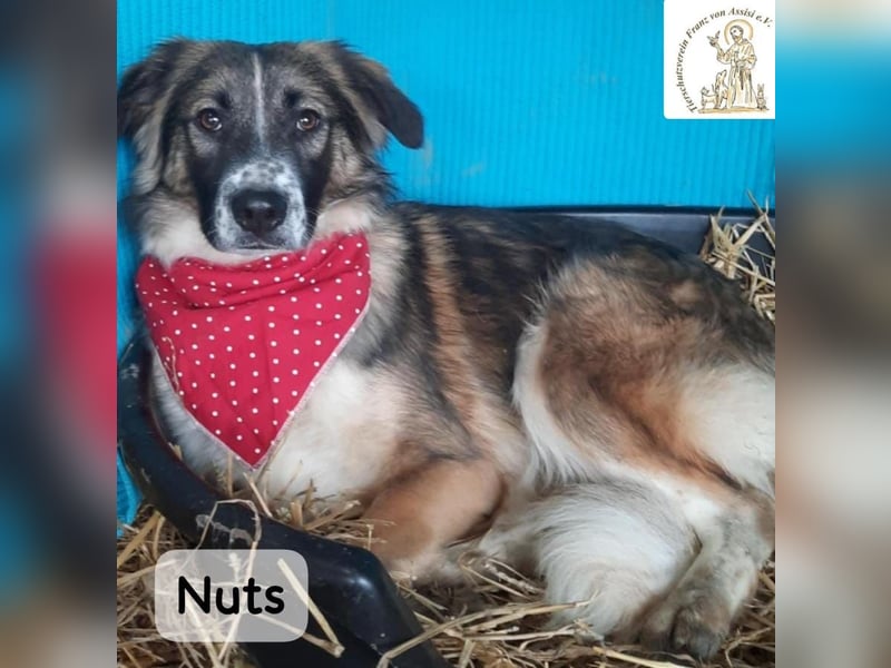 Nuts – leise beginnen, gemeinsam stärker werden!