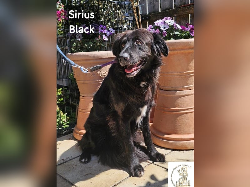 Sirius Black – Vier Pfoten, die einfach dazugehören wollen!