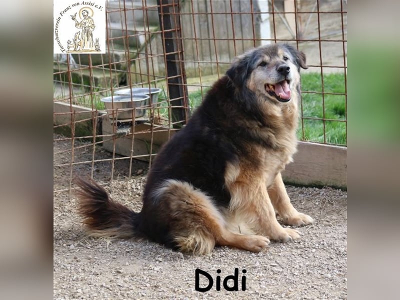 Didi - kann deine Augen zum Strahlen bringen