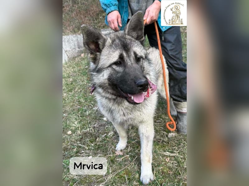 Mrvica – Schönheit mit Neugier auf das große Leben!