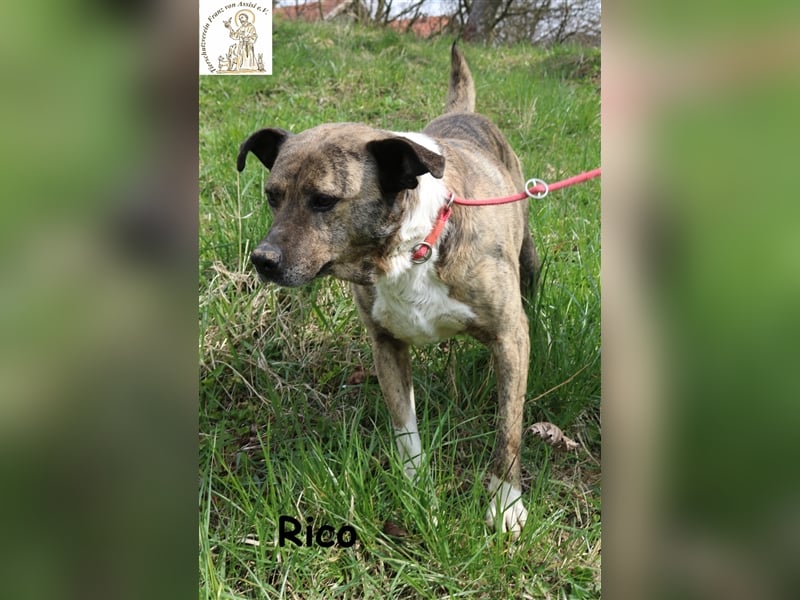 Rico alias der „Familienhund“