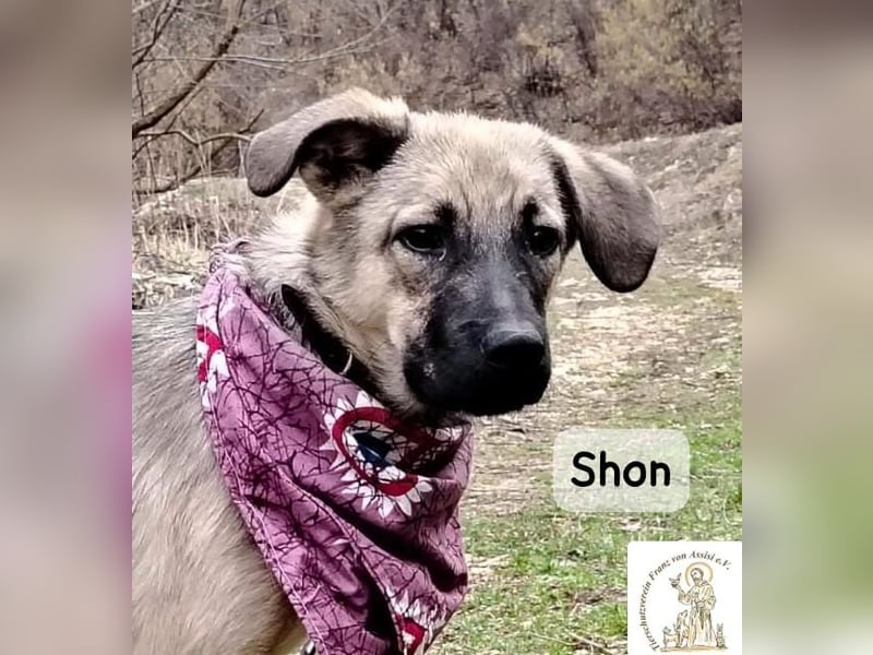 Shon – kleine Pfoten, große Augen und ein Plan, die Welt zu erobern!