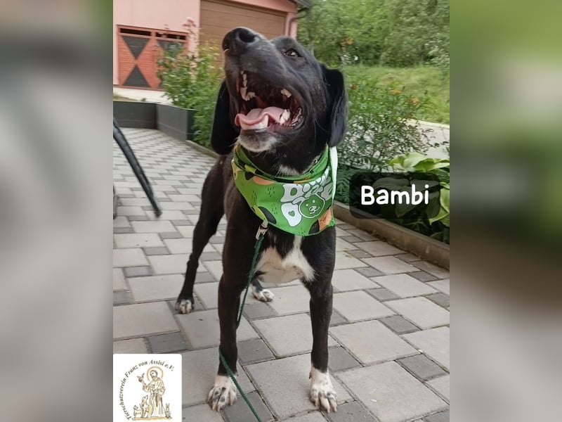 Bambi – Mehr braucht es nicht!