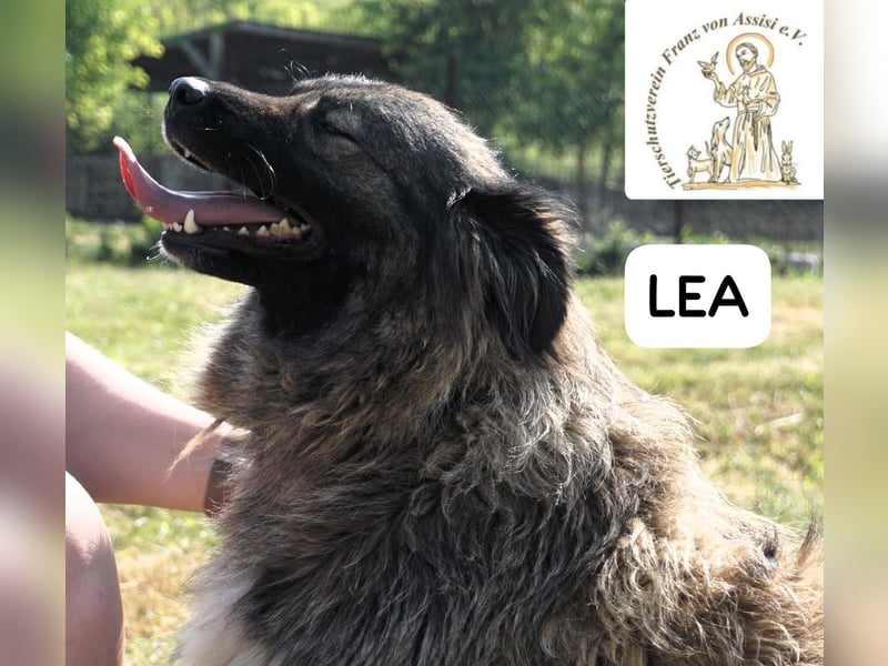 Lea – Ein Blick in ihr Gesicht – und du bist für immer verloren!