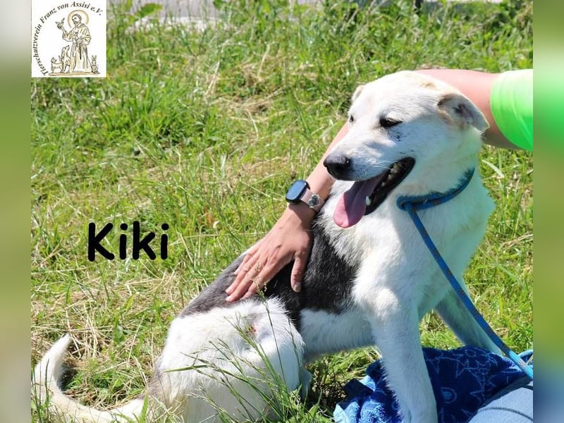 Kiki – Der perfekte Kumpel für Abenteuer und Sofa-Marathons!