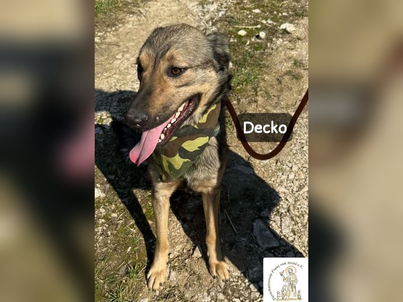 Decko – auf der Suche nach seinem Platz im Leben!