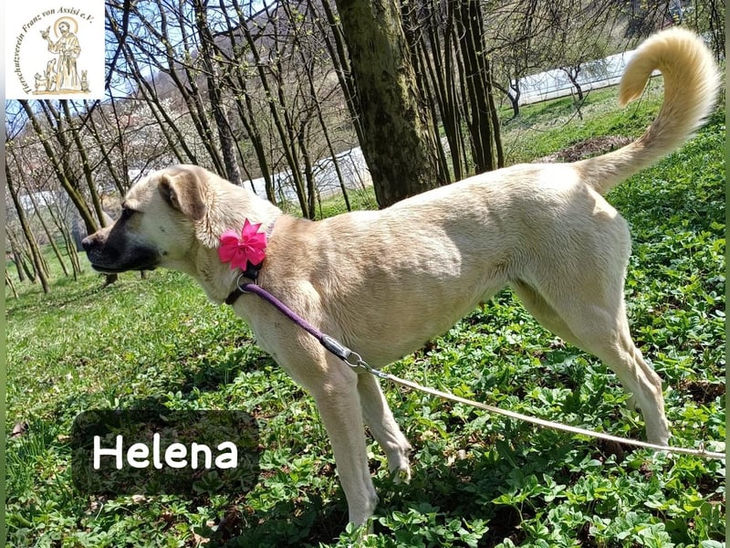 Helena – Schönheit mit Charakter und einem ganz besonderen Lächeln!