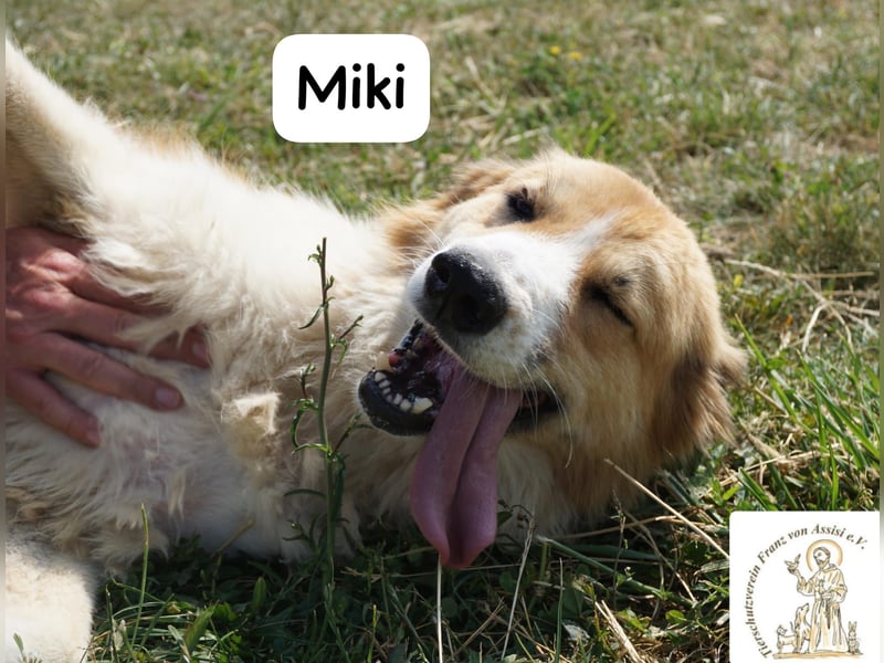 Miki – starker Kerl mit weichem Kern