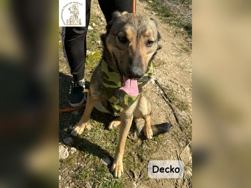 Decko – auf der Suche nach seinem Platz im Leben!