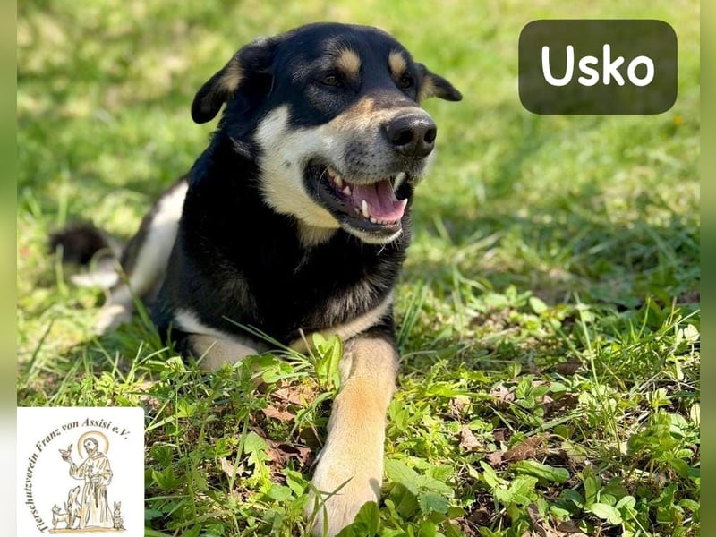 Usko – der, der lernen möchte, wie Leben wirklich geht!