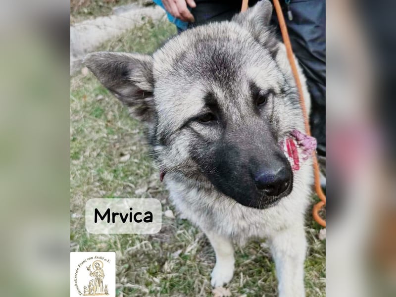 Mrvica – Schönheit mit Neugier auf das große Leben!