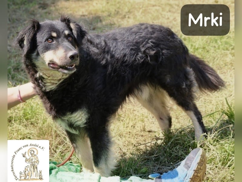 Mrki – flauschiger Herzensbrecher sucht seine Abenteuer-Menschen!