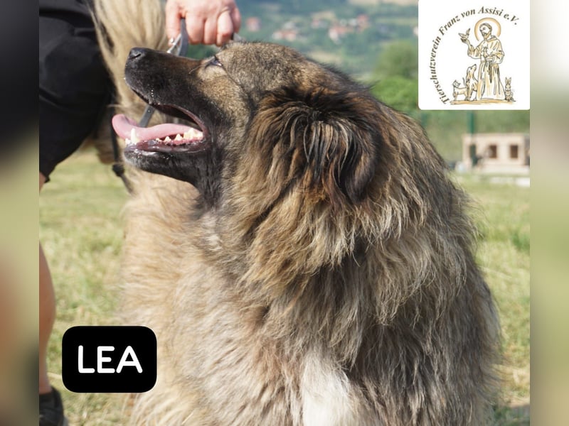 Lea – Ein Blick in ihr Gesicht – und du bist für immer verloren!