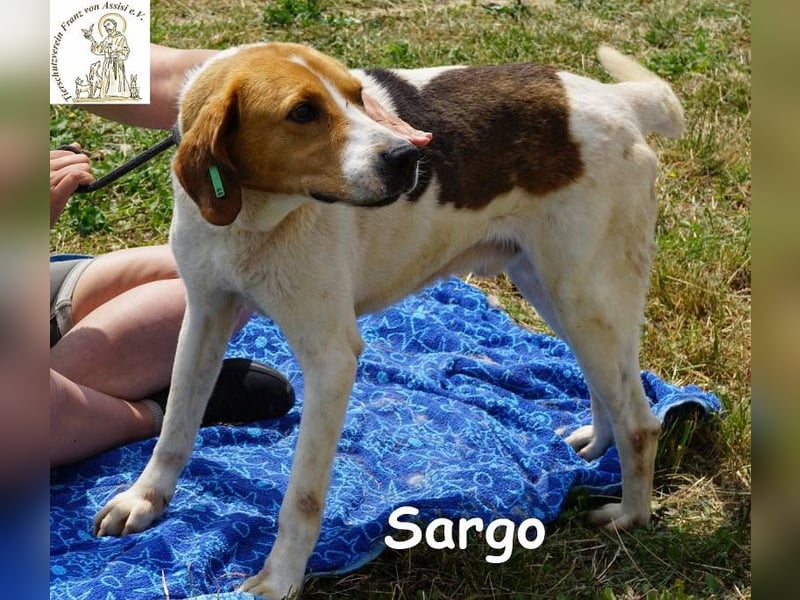 Sargo – stattlicher Kerl - sanft wie ein Schmetterling