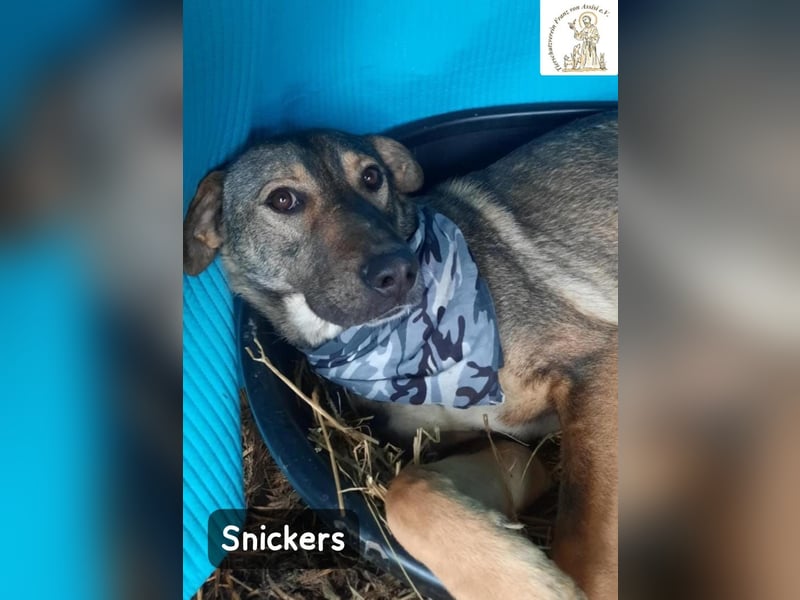 Snickers – leise unterwegs, aber nicht zu unterschätzen!