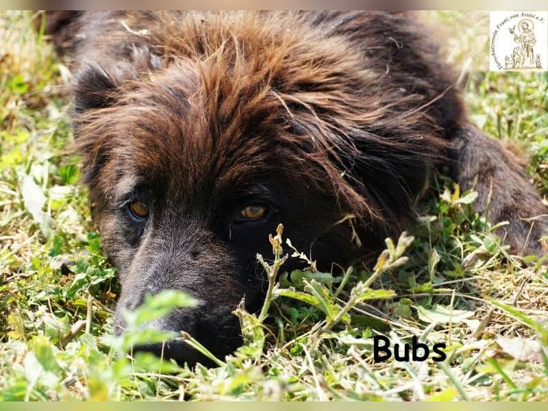 Bubs – Zu zweit ist man nicht mehr allein