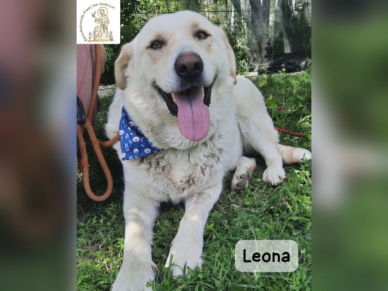Leona – sanft, stark und bereit für ein neues Kapitel!
