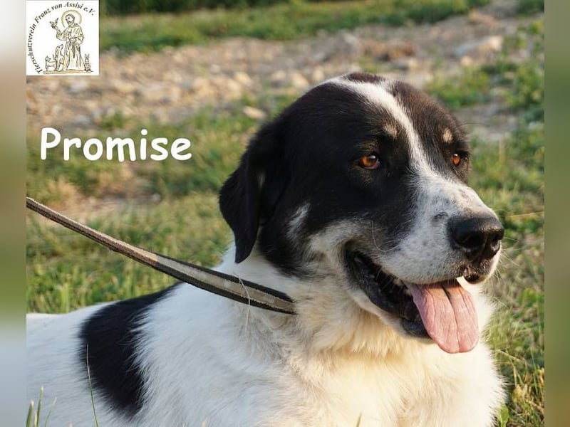 Promise – großes Mädchen mit viel Charme!