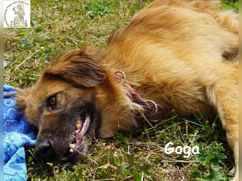 Goga – Außergewöhnliche Schönheit und Eleganz!