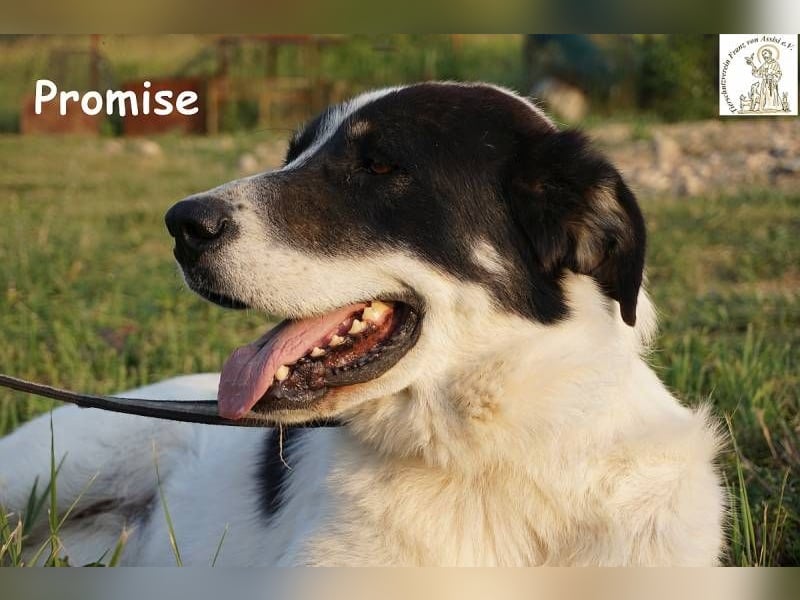 Promise – großes Mädchen mit viel Charme!
