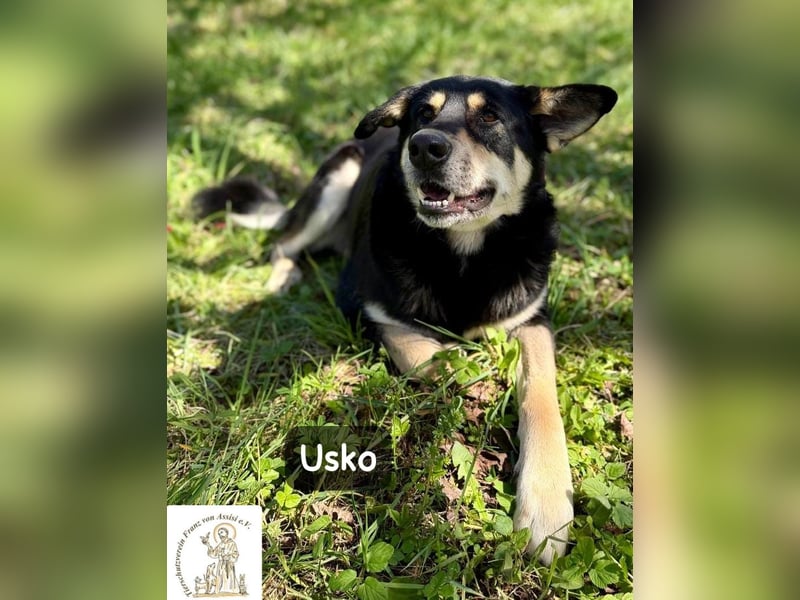 Usko – der, der lernen möchte, wie Leben wirklich geht!