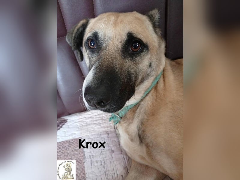 Krox – ein sanfter Engel mit ganz besonderem Markenzeichen