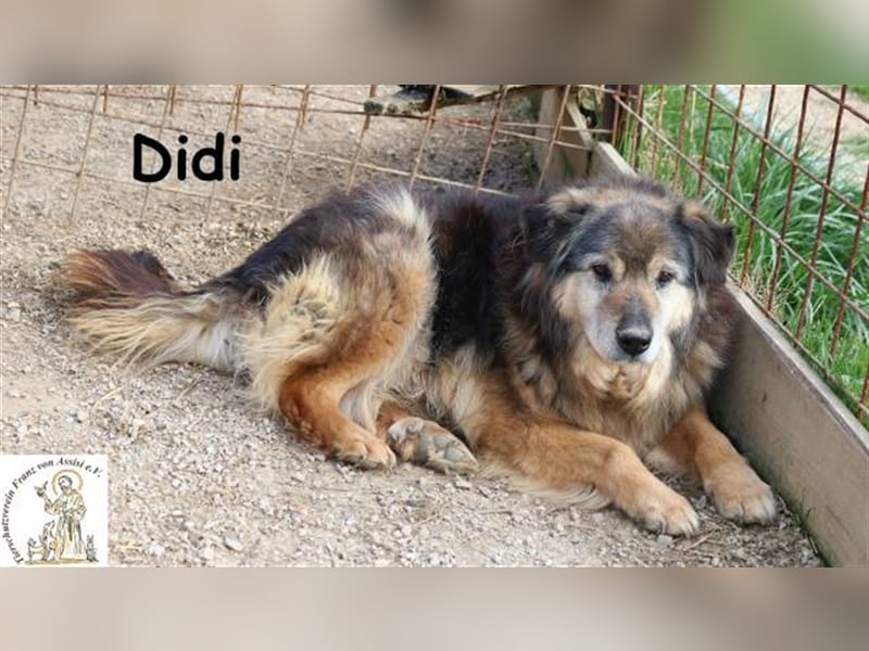 Didi - kann deine Augen zum Strahlen bringen