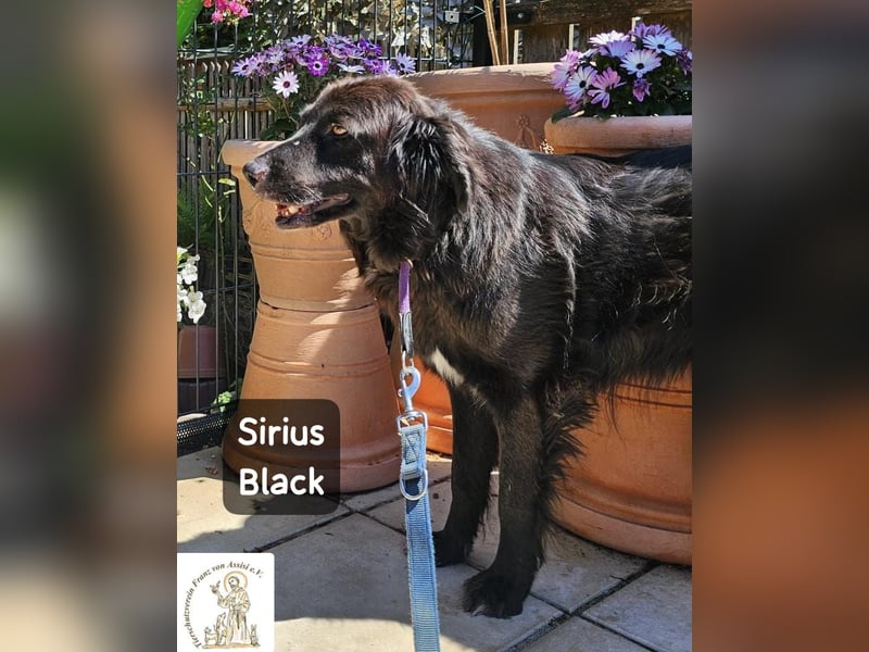 Sirius Black – Vier Pfoten, die einfach dazugehören wollen!