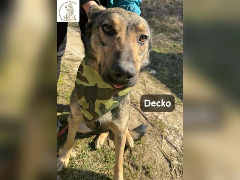 Decko – auf der Suche nach seinem Platz im Leben!