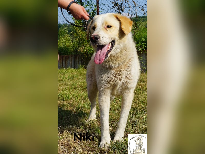 Niki – Ein Hund der dein Leben auf den Kopf stellt