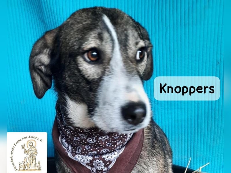 Knoppers – zuerst zurückhaltend, später zum Verlieben!