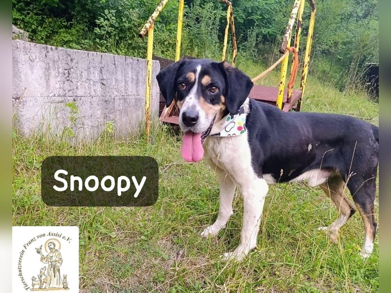 Snoopy – Charme trifft Persönlichkeit!