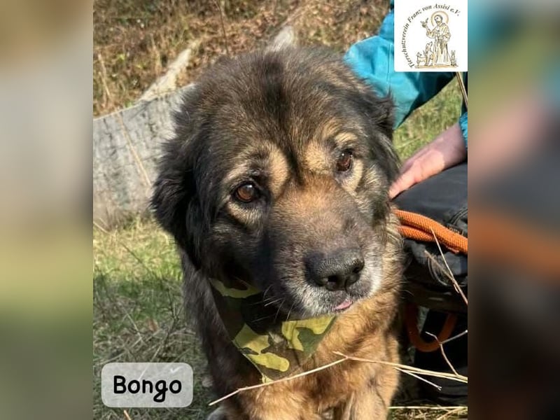 Bongo – der beste Mitbewohner für ruhige Sonnenstunden!