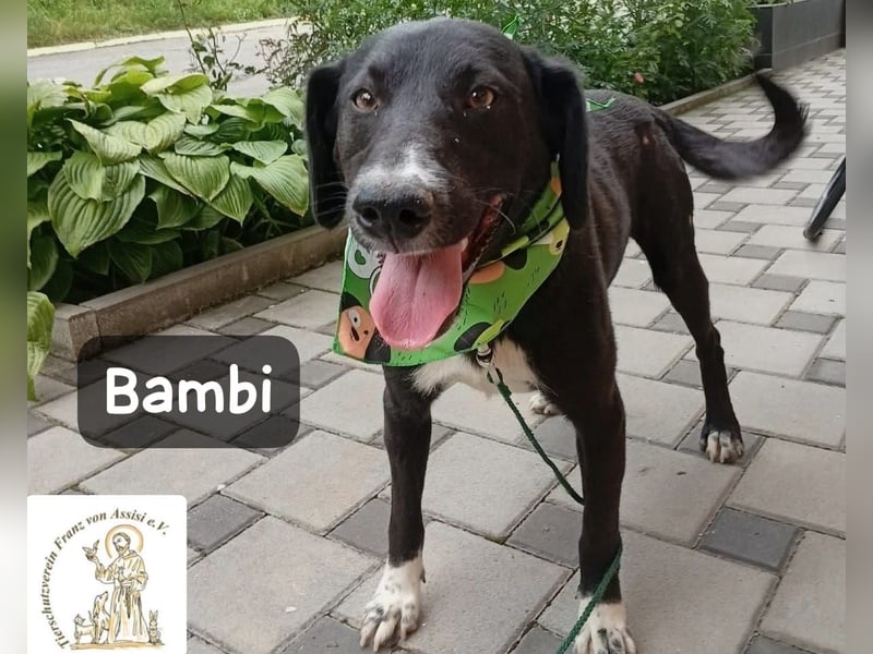 Bambi – Mehr braucht es nicht!