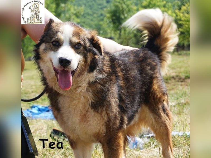 Tea – ein Schnüffelprofi der gerne die Welt erkundet