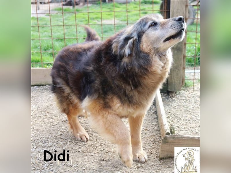 Didi - kann deine Augen zum Strahlen bringen