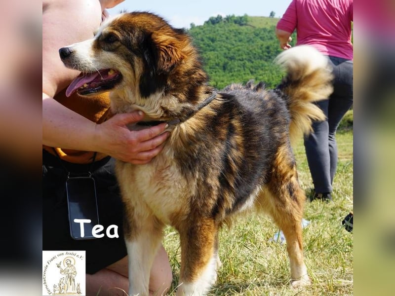 Tea – ein Schnüffelprofi der gerne die Welt erkundet