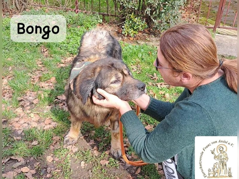Bongo – der beste Mitbewohner für ruhige Sonnenstunden!