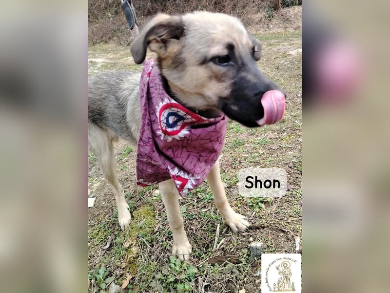 Shon – kleine Pfoten, große Augen und ein Plan, die Welt zu erobern!