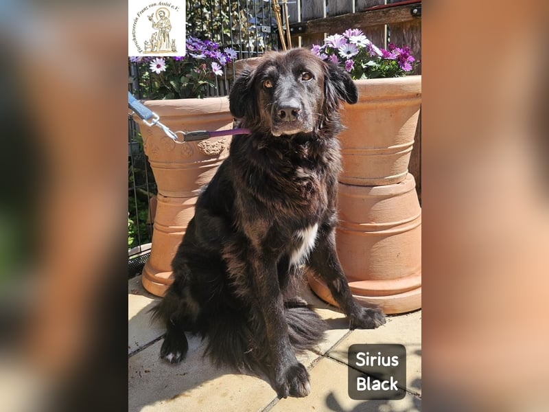 Sirius Black – Vier Pfoten, die einfach dazugehören wollen!