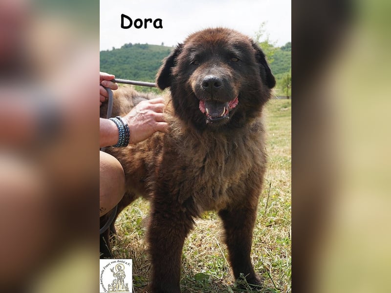 Dora – Eine Hündin fürs Leben!