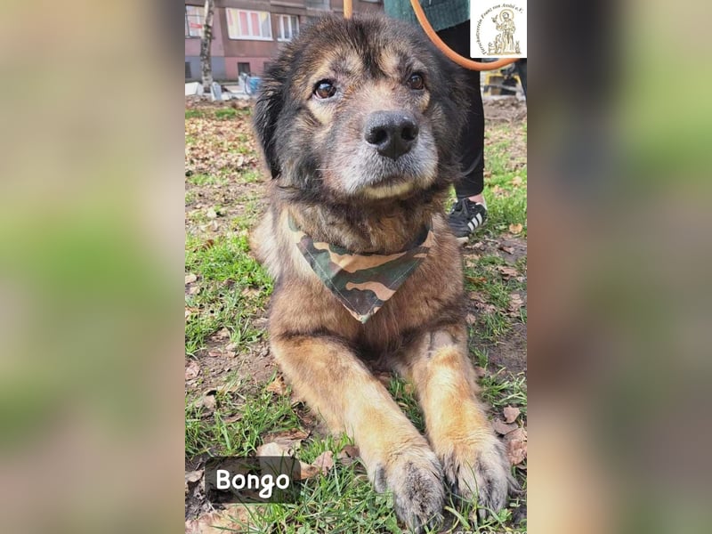 Bongo – der beste Mitbewohner für ruhige Sonnenstunden!