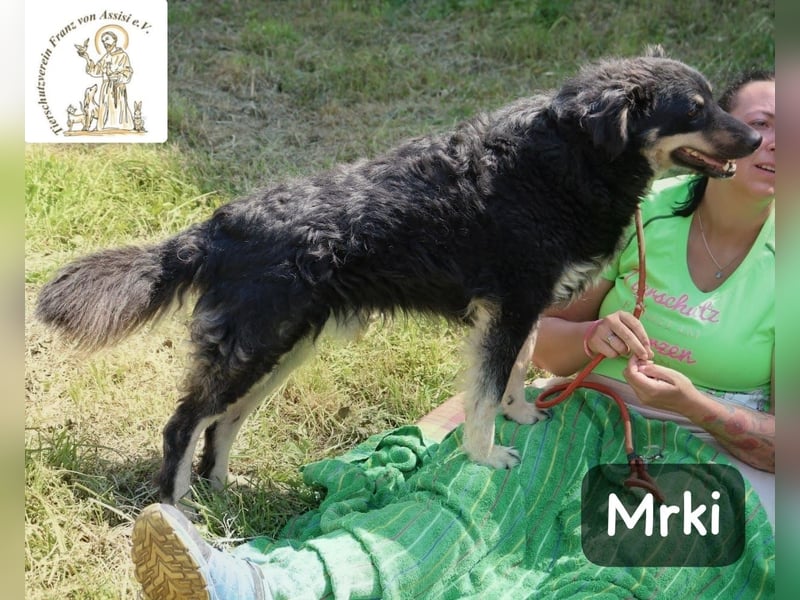 Mrki – flauschiger Herzensbrecher sucht seine Abenteuer-Menschen!