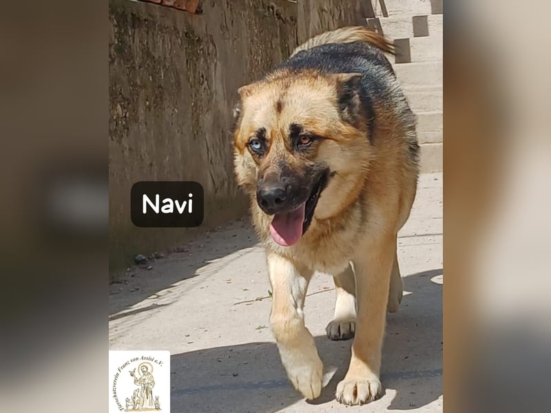 Navi – stark, sensibel, besonders – sucht ihr Gegenstück!