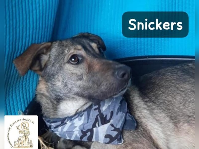 Snickers – leise unterwegs, aber nicht zu unterschätzen!