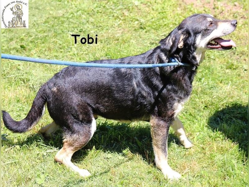 Tobi – er kennt den Zaun – und träumt vom Leben!